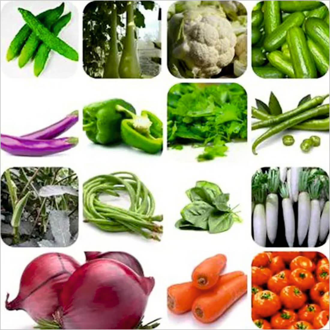 SEEDS EVOLUTION VEGETABLES SEED, VEG COMBO Seed (500 per packet)